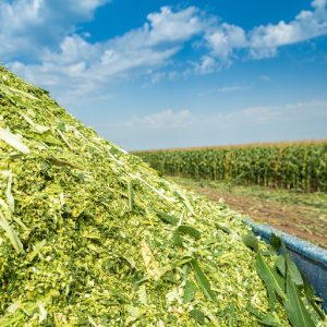 Silage corn