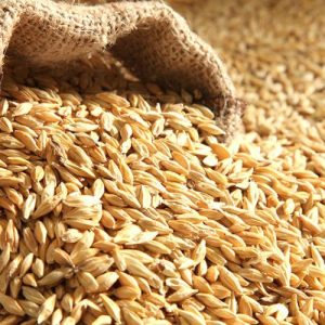 Durum wheat