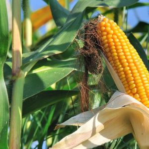 Grain corn